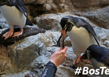 10 best things to do in Boston this weekend: July 16-19, 2020