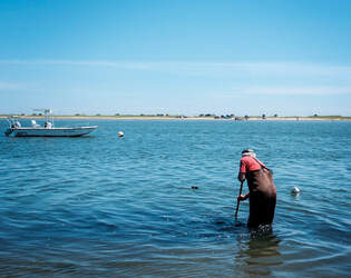 Where do I buy oysters? Can I dig for clams on my own?