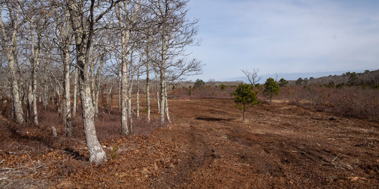 The Vineyard Gazette – Martha’s Vineyard News