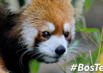 10 best events, things to do in Boston this weekend: March 18, 2021