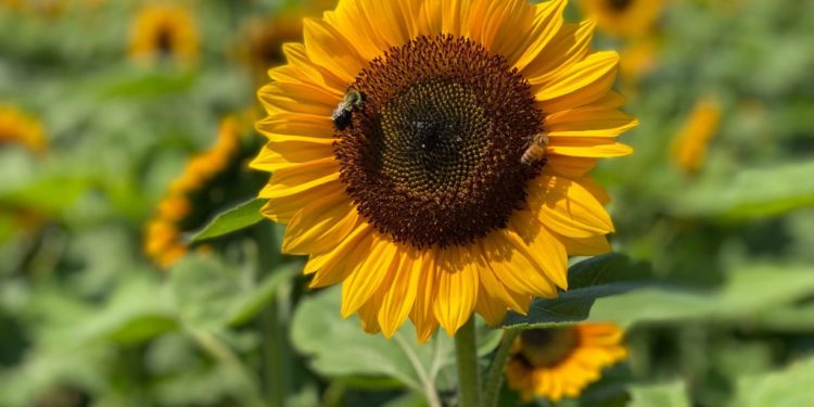 Field of Magic – Pick Your Own Sunflowers at The FARM Institute – Martha’s Vineyard