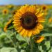 Field of Magic – Pick Your Own Sunflowers at The FARM Institute – Martha’s Vineyard