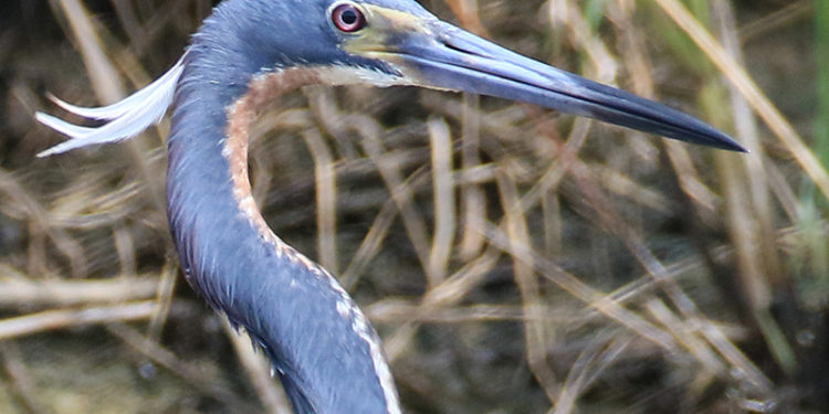 The Vineyard Gazette – Martha’s Vineyard News