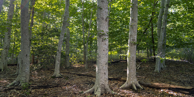 The Vineyard Gazette – Martha’s Vineyard News