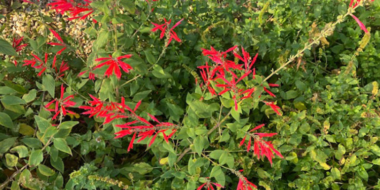 The Vineyard Gazette – Martha’s Vineyard News