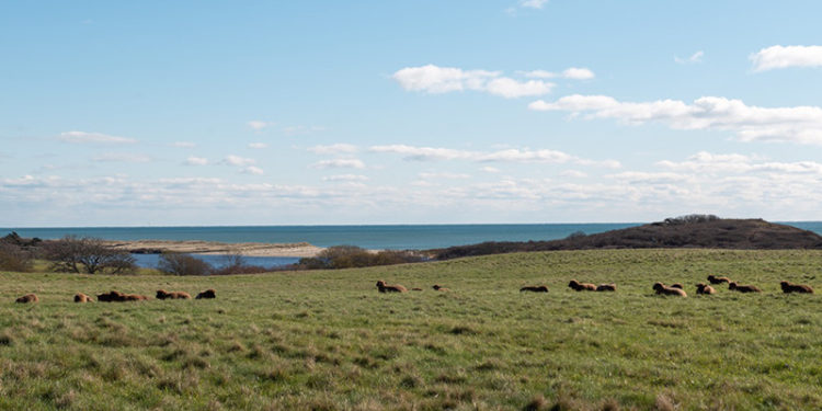 The Vineyard Gazette – Martha’s Vineyard News