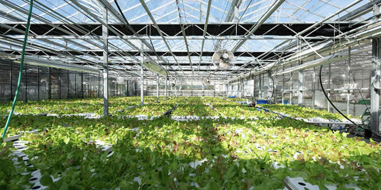 The Vineyard Gazette – Martha’s Vineyard News