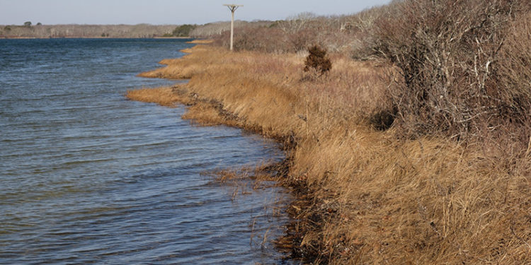 The Vineyard Gazette – Martha’s Vineyard News