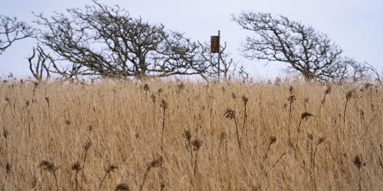 The Vineyard Gazette – Martha’s Vineyard News