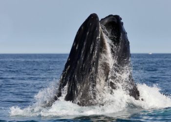 Explore the New England Aquarium’s new public photography exhibit