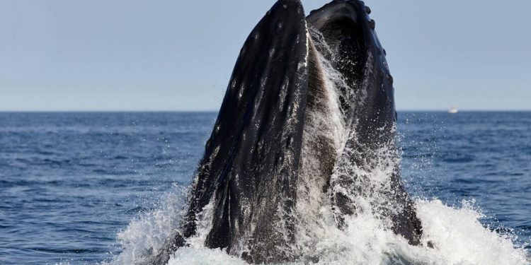 Explore the New England Aquarium’s new public photography exhibit