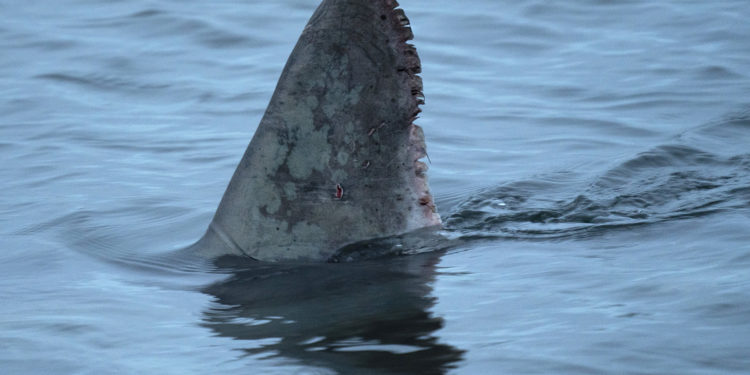 The Vineyard Gazette – Martha’s Vineyard News