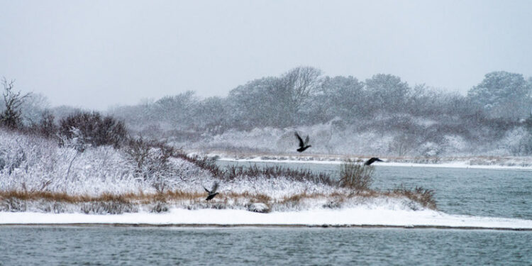 The Vineyard Gazette – Martha’s Vineyard News