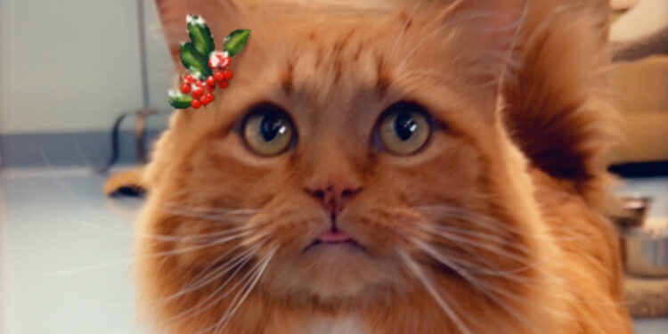 The Vineyard Gazette – Martha’s Vineyard News