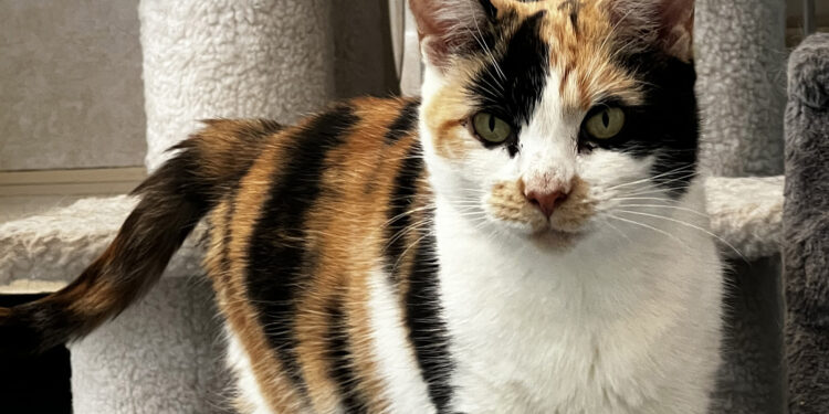 The Vineyard Gazette – Martha’s Vineyard News