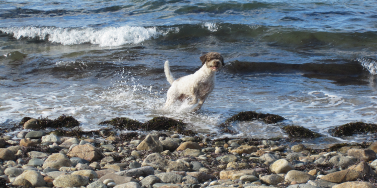 Pet and Dog Friendly Martha’s Vineyard Travel Tips